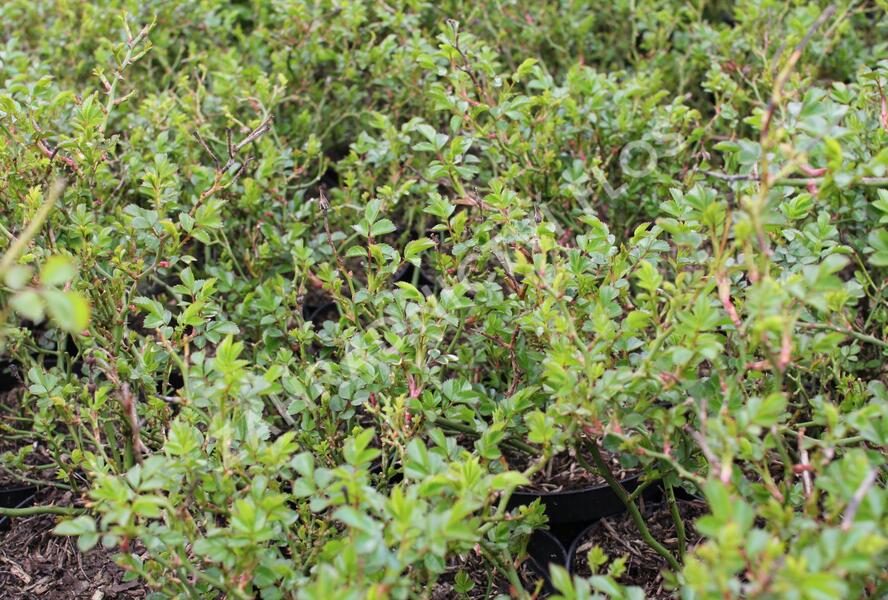 Růže půdopokryvná Kordes 'Knirps' - Rosa PK 'Knirps'