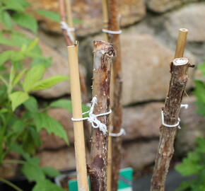 Malinoostružina 'Glen Coe' - Rubus hybridus 'Glen Coe'