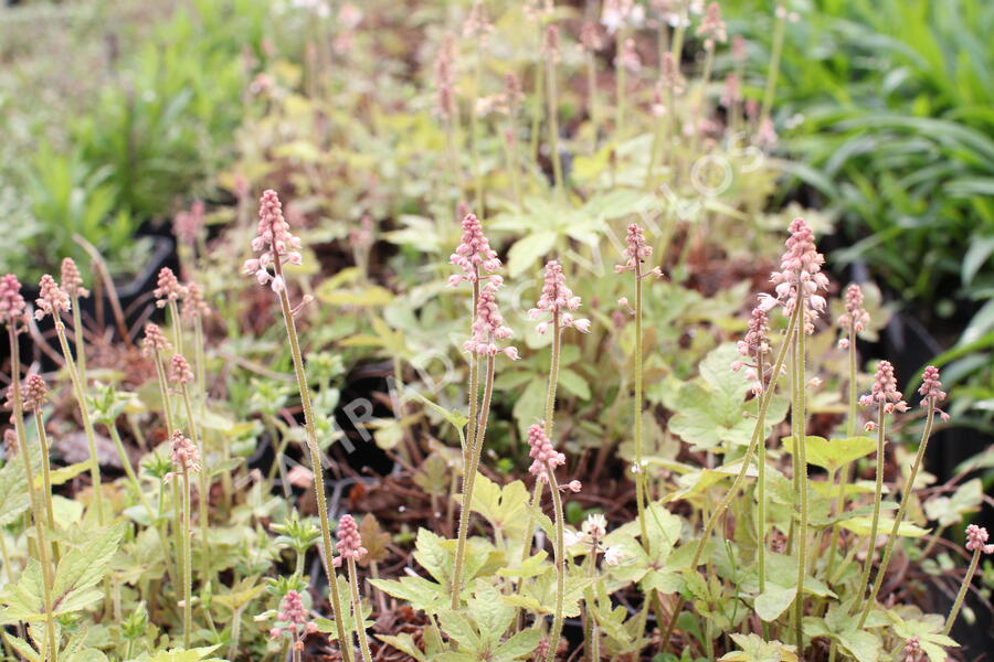 Mitrovnička 'Spring Symphony' - Tiarella 'Spring Symphony'