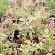 Mitrovnička 'Spring Symphony' - Tiarella 'Spring Symphony'