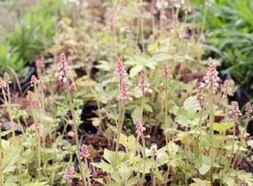 Mitrovnička 'Spring Symphony' - Tiarella 'Spring Symphony'