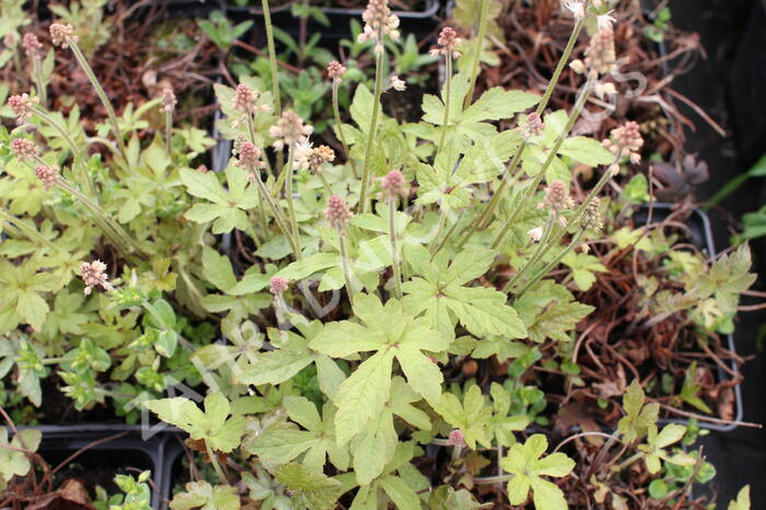 Mitrovnička 'Spring Symphony' - Tiarella 'Spring Symphony'