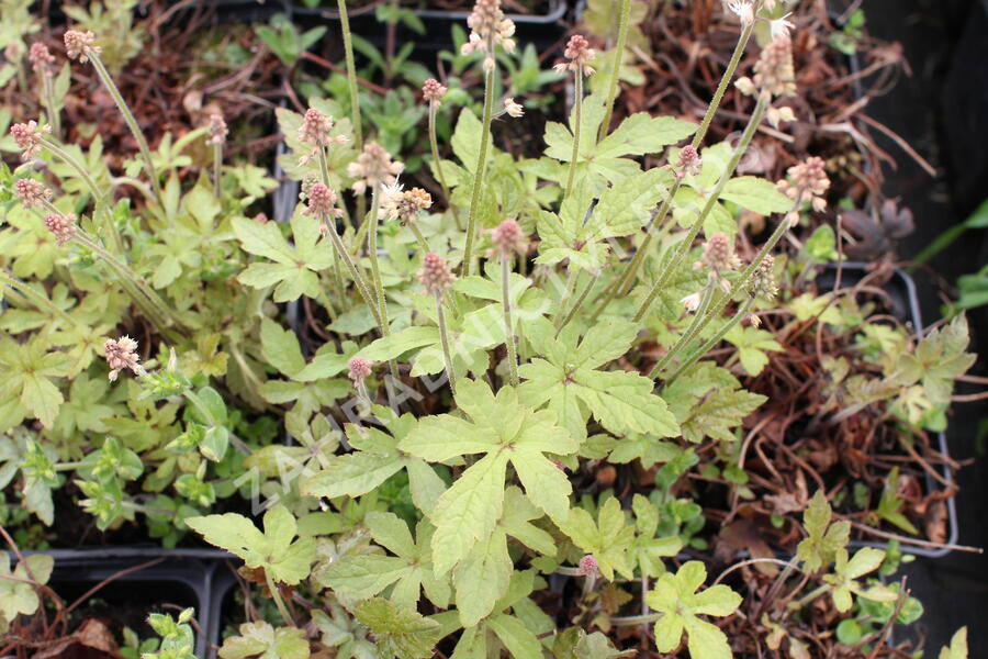 Mitrovnička 'Spring Symphony' - Tiarella 'Spring Symphony'