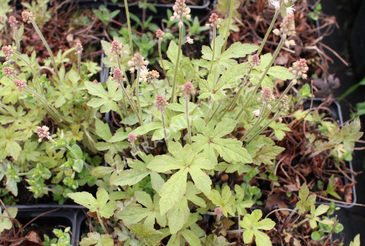 Mitrovnička 'Spring Symphony' - Tiarella 'Spring Symphony'