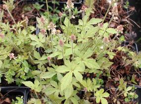 Mitrovnička 'Spring Symphony' - Tiarella 'Spring Symphony'