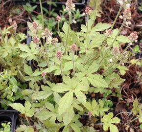 Mitrovnička 'Spring Symphony' - Tiarella 'Spring Symphony'