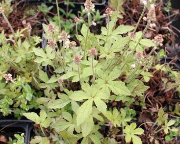 Mitrovnička 'Spring Symphony'