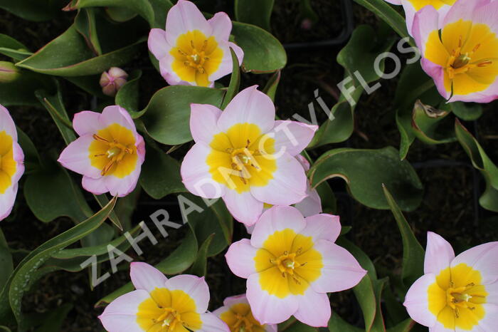 Tulipán botanický Bakerův 'Lilac Wonder' - Tulipa bakeri 'Lilac Wonder'