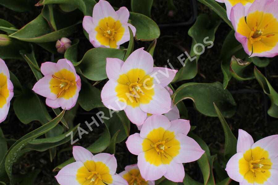 Tulipán botanický Bakerův 'Lilac Wonder' - Tulipa bakeri 'Lilac Wonder'