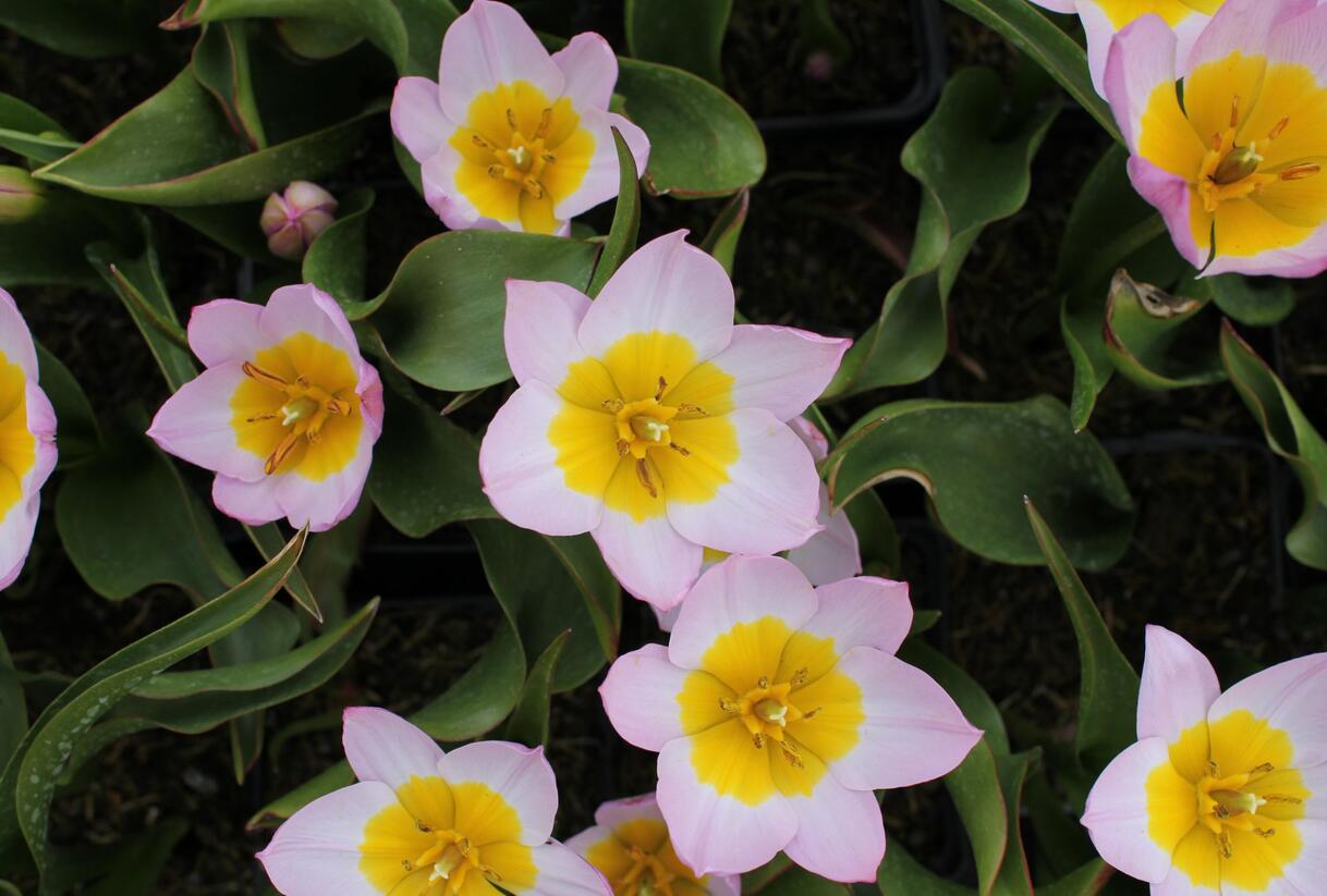 Tulipán botanický Bakerův 'Lilac Wonder' - Tulipa bakeri 'Lilac Wonder'