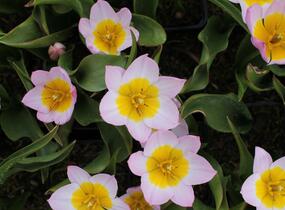 Tulipán botanický Bakerův 'Lilac Wonder' - Tulipa bakeri 'Lilac Wonder'