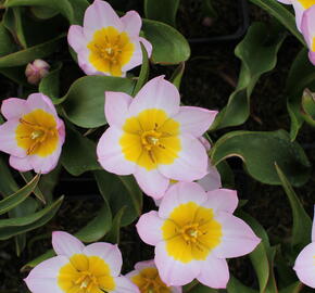 Tulipán botanický Bakerův 'Lilac Wonder' - Tulipa bakeri 'Lilac Wonder'