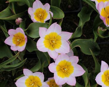 Tulipán botanický Bakerův 'Lilac Wonder'