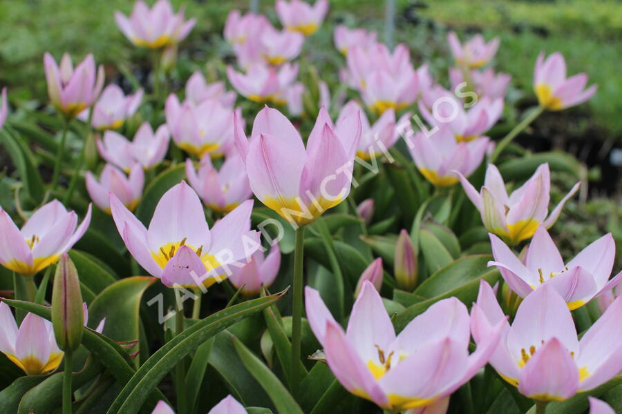 Tulipán botanický Bakerův 'Lilac Wonder' - Tulipa bakeri 'Lilac Wonder'