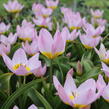 Tulipán botanický Bakerův 'Lilac Wonder' - Tulipa bakeri 'Lilac Wonder'