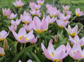 Tulipán botanický Bakerův 'Lilac Wonder' - Tulipa bakeri 'Lilac Wonder'