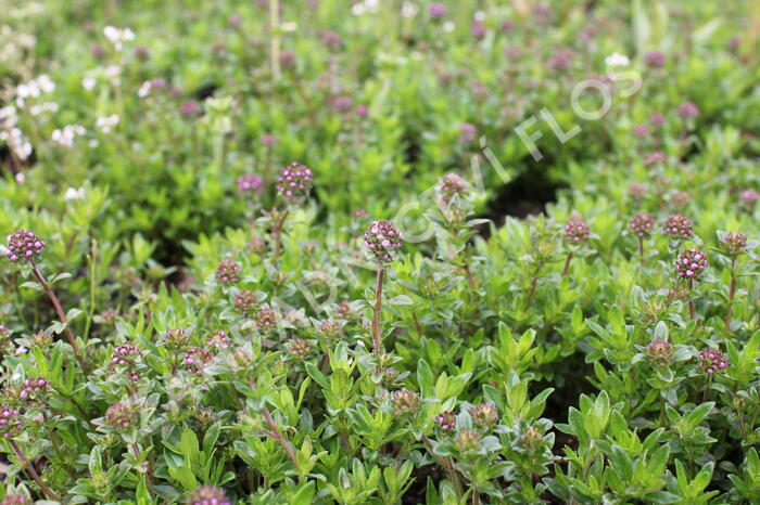 Mateřídouška úzkolistá - Thymus longicaulis