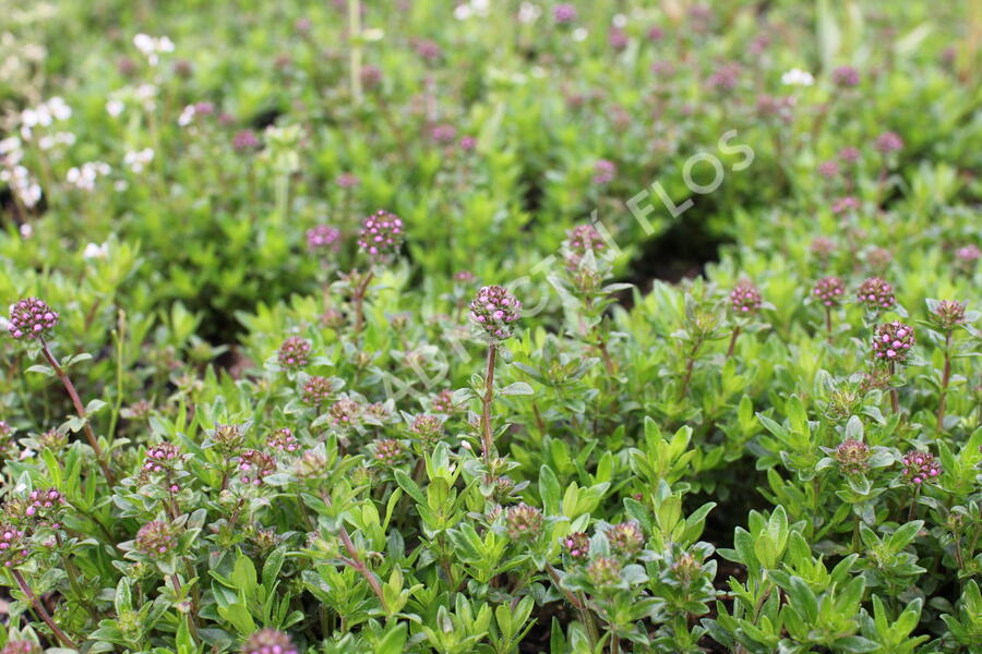 Mateřídouška úzkolistá - Thymus longicaulis