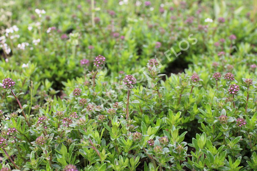 Mateřídouška - Thymus longicaulis