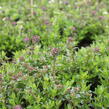 Mateřídouška úzkolistá - Thymus longicaulis