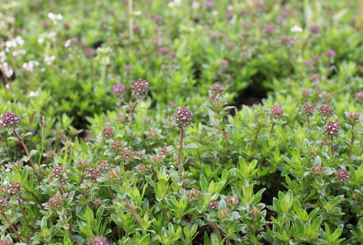 Mateřídouška úzkolistá - Thymus longicaulis