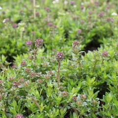 Mateřídouška úzkolistá - Thymus longicaulis