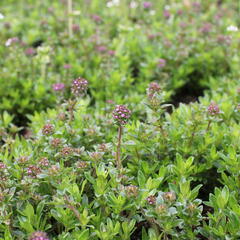 Mateřídouška - Thymus longicaulis