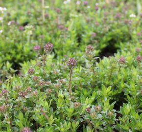Mateřídouška úzkolistá - Thymus longicaulis