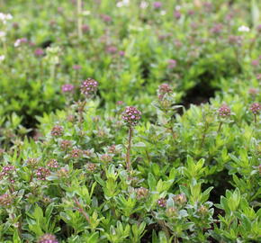 Mateřídouška - Thymus longicaulis