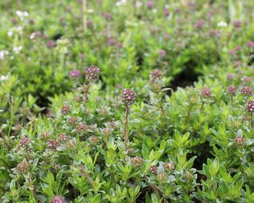 Mateřídouška úzkolistá