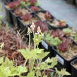 Mitrovnička 'Running Tiger' - Tiarella 'Running Tiger'