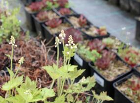 Mitrovnička 'Running Tiger' - Tiarella 'Running Tiger'