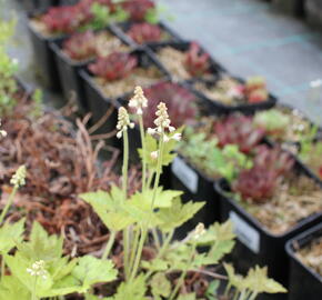 Mitrovnička 'Running Tiger' - Tiarella 'Running Tiger'