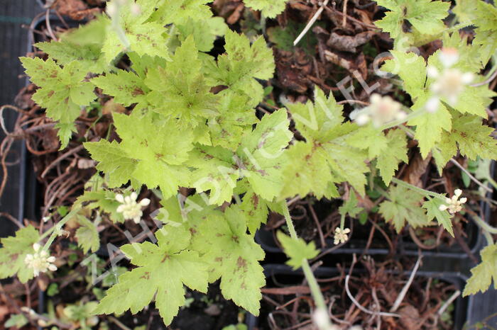 Mitrovnička 'Running Tiger' - Tiarella 'Running Tiger'