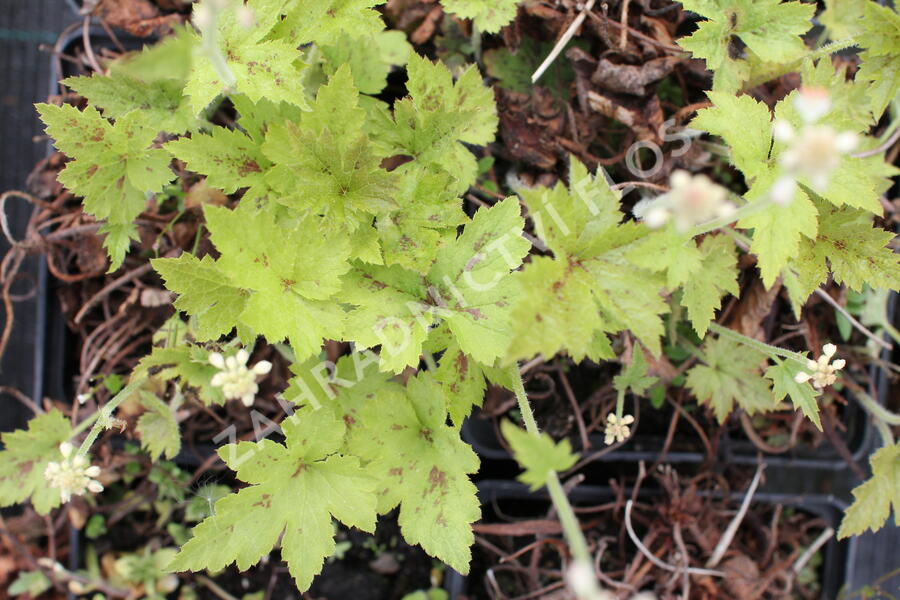 Mitrovnička 'Running Tiger' - Tiarella 'Running Tiger'