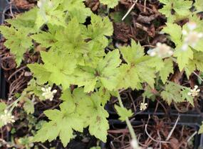 Mitrovnička 'Running Tiger' - Tiarella 'Running Tiger'