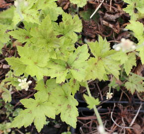 Mitrovnička 'Running Tiger' - Tiarella 'Running Tiger'