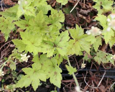 Mitrovnička 'Running Tiger'