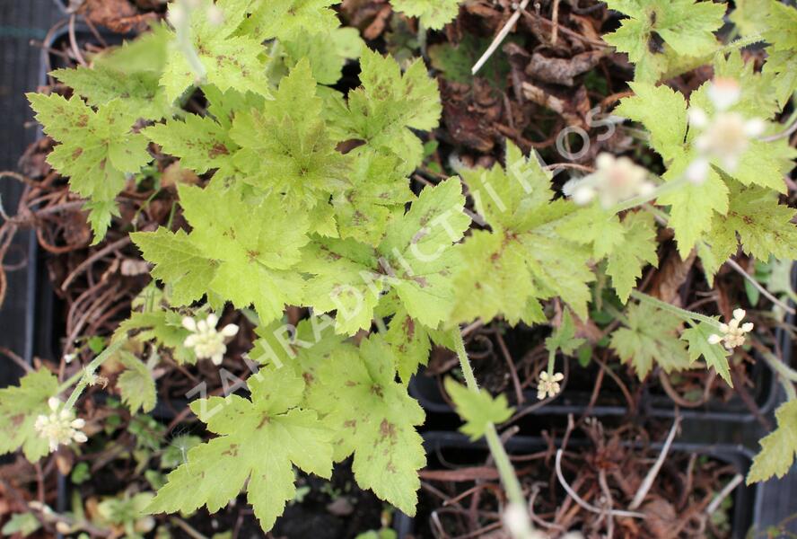 Mitrovnička 'Running Tiger' - Tiarella 'Running Tiger'