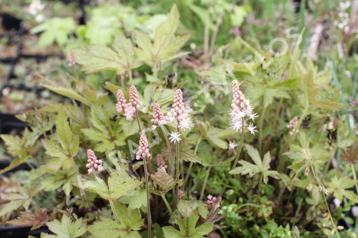 Mitrovnička 'Jeepers Creepers' - Tiarella 'Jeepers Creepers'