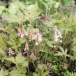 Mitrovnička 'Jeepers Creepers' - Tiarella 'Jeepers Creepers'