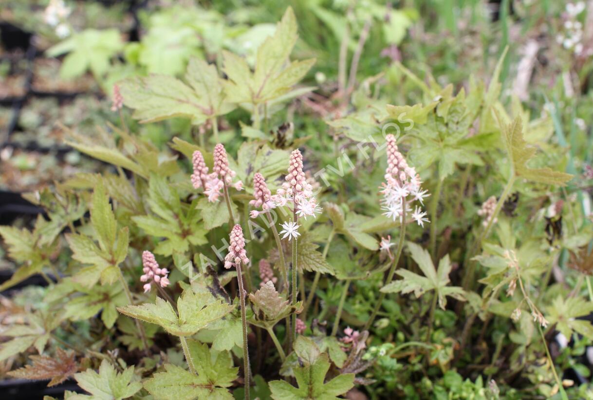 Mitrovnička 'Jeepers Creepers' - Tiarella 'Jeepers Creepers'