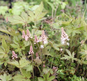 Mitrovnička 'Jeepers Creepers' - Tiarella 'Jeepers Creepers'