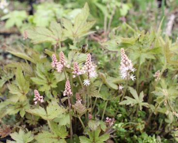 Mitrovnička 'Jeepers Creepers'