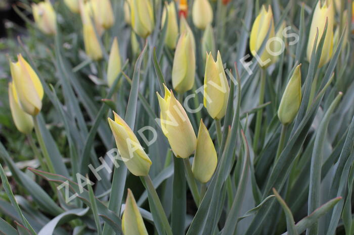 Tulipán 'Honky Tonk' - Tulipa batalinii 'Honky Tonk'