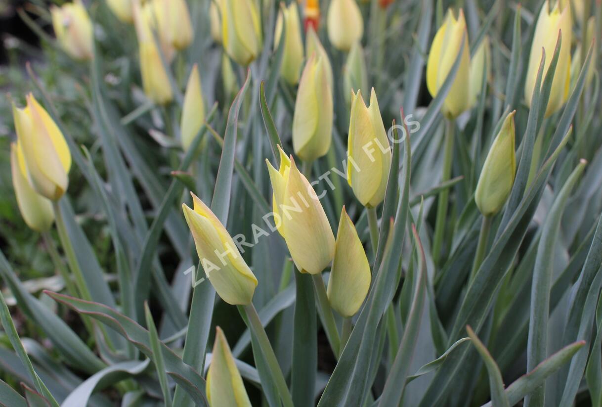 Tulipán botanický 'Honky Tonk' - Tulipa batalinii 'Honky Tonk'