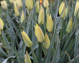 Tulipán botanický 'Honky Tonk'