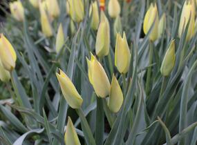 Tulipán botanický 'Honky Tonk' - Tulipa batalinii 'Honky Tonk'