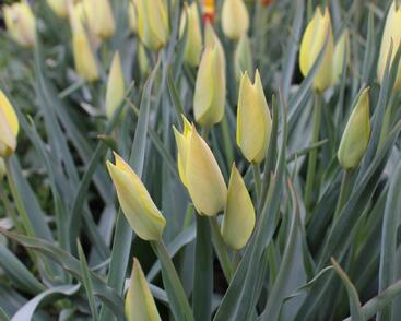 Tulipán botanický 'Honky Tonk'