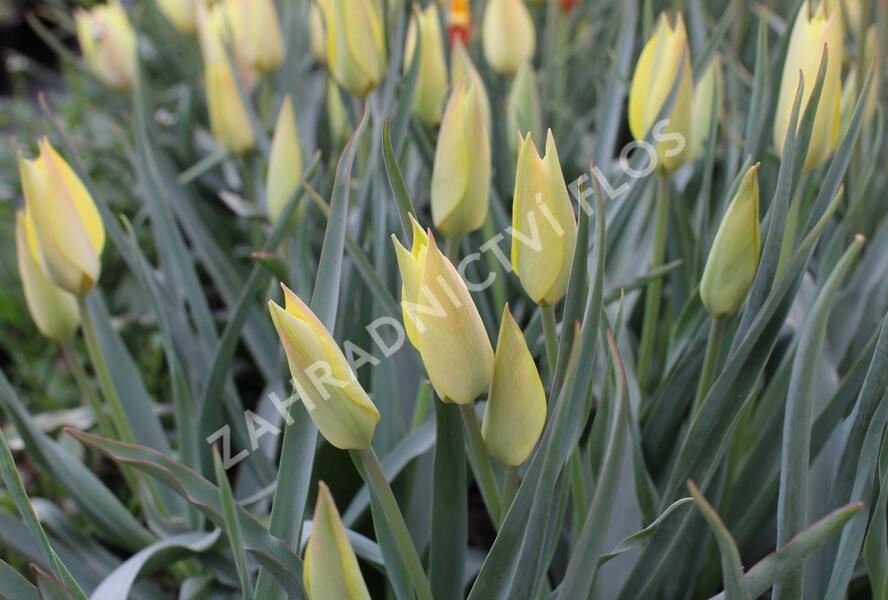 Tulipán botanický 'Honky Tonk' - Tulipa batalinii 'Honky Tonk'